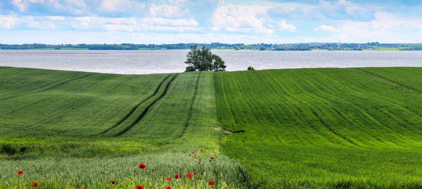 Hügel bei Sondrup mit Feld und Mohnblume