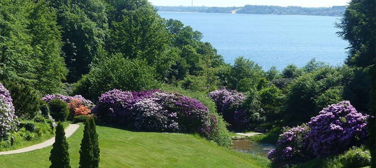 Rhododendronbüsche im Park am Hotel Vejlefjord