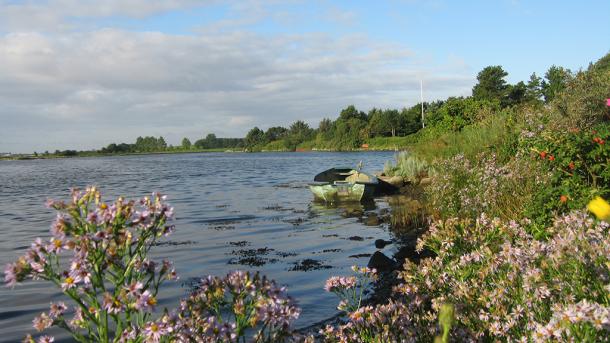 Blomster ved kysten ved Norsminde Fjord