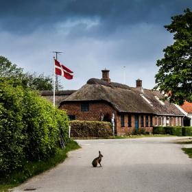 Wildes Kaninchen auf Endelave
